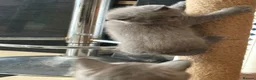 British Shorthair cats for sale: British Shorthair kittens  - Advert 7