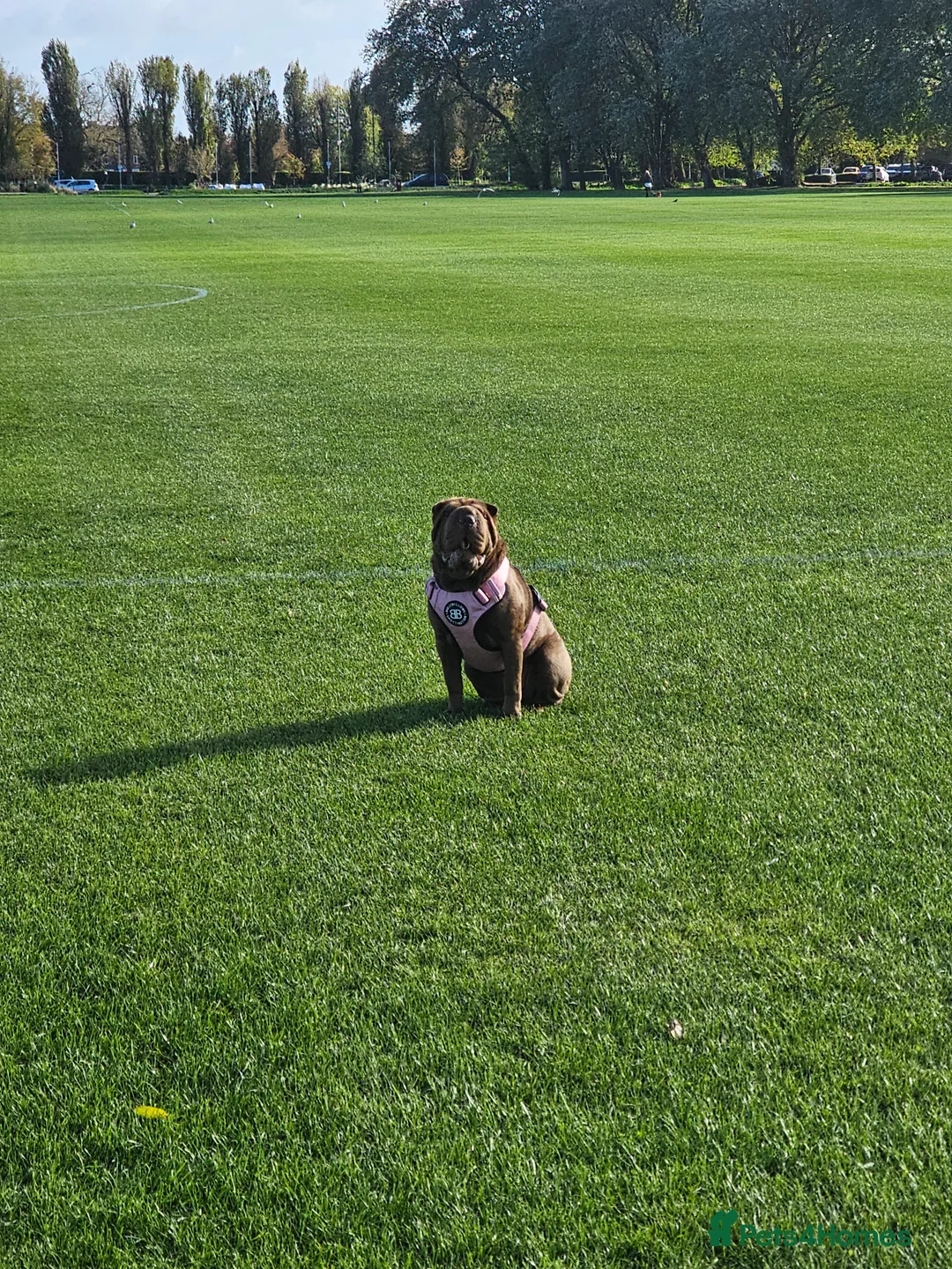 Shar Pei dogs for sale: Shar pei  - Advert 5