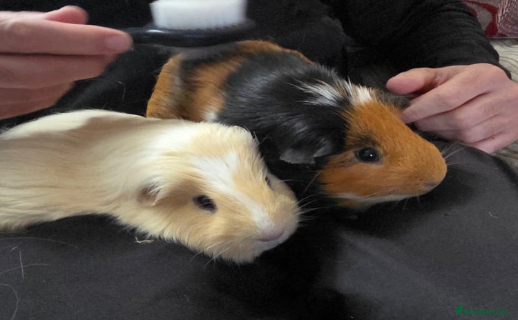 Guinea Pig rodents - Advert 5