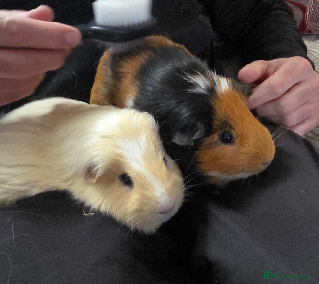 Guinea Pig rodents for sale: Fudge & Smudge - Image 1