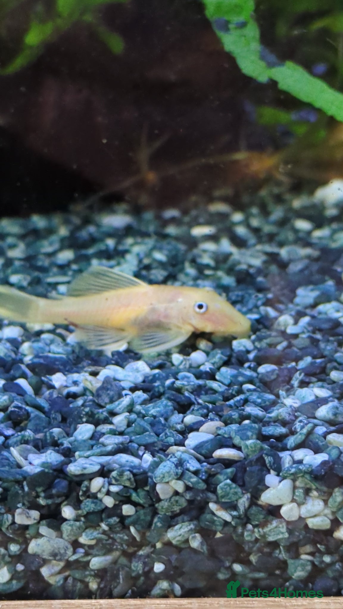 Catfish fish for sale: L144 lemon bristlenose plecos  in Maryport - Advert 1