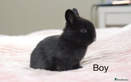 Angora rabbits for sale: Angora X bunny rabbits  - Image 4