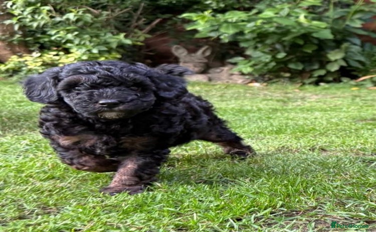 Toy Poodle dogs - Advert 1