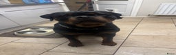 Rottweiler dogs for stud: Stud dog available  - Advert 4