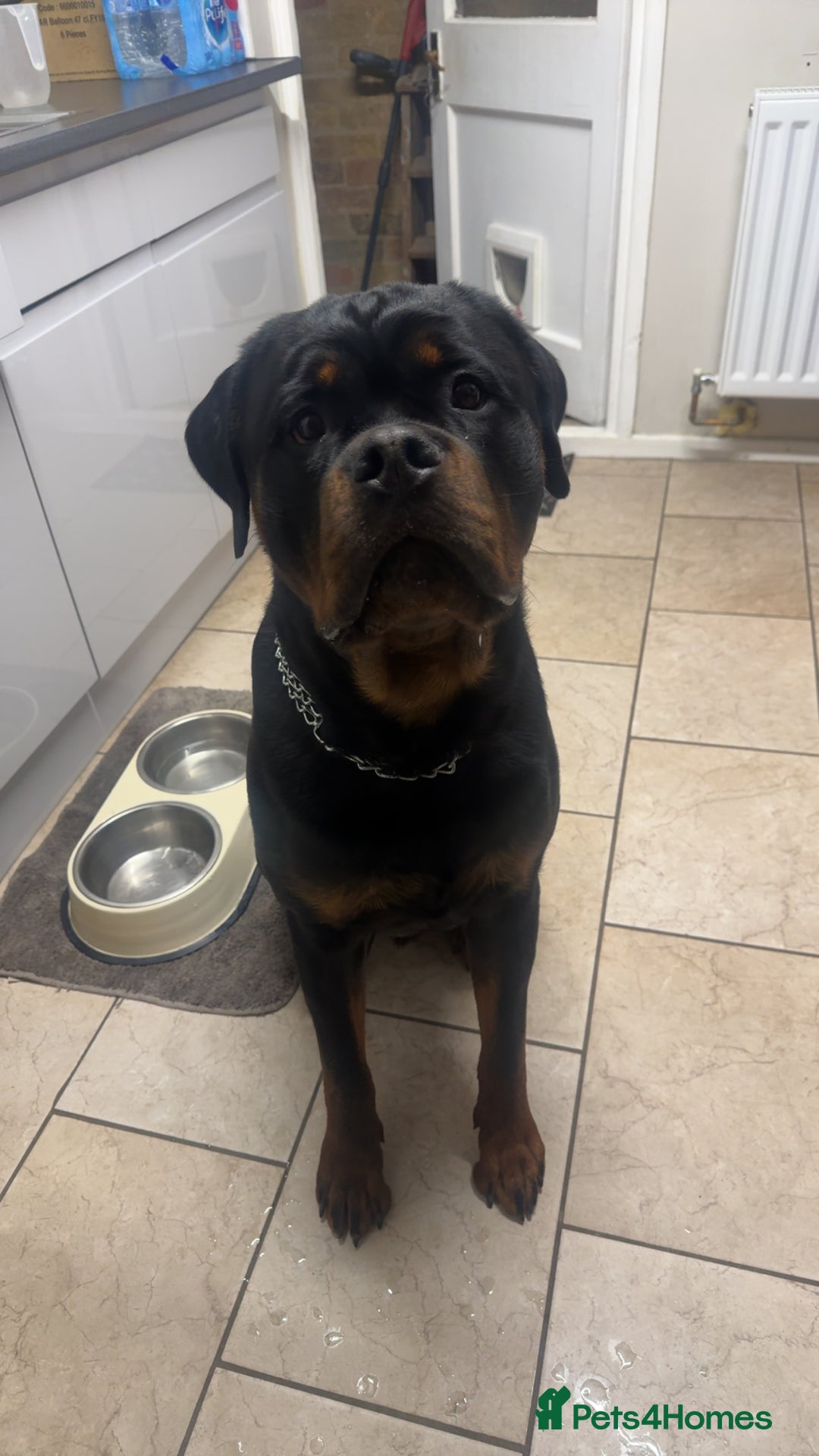 Rottweiler dogs for stud: Stud dog available  - Advert 4