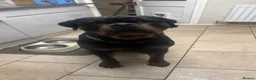Rottweiler dogs for stud: Stud dog available  - Advert 8