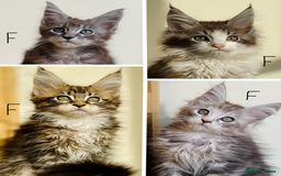Maine Coon cats for sale: Beautiful pure bread maine coon kittens  - Image 1