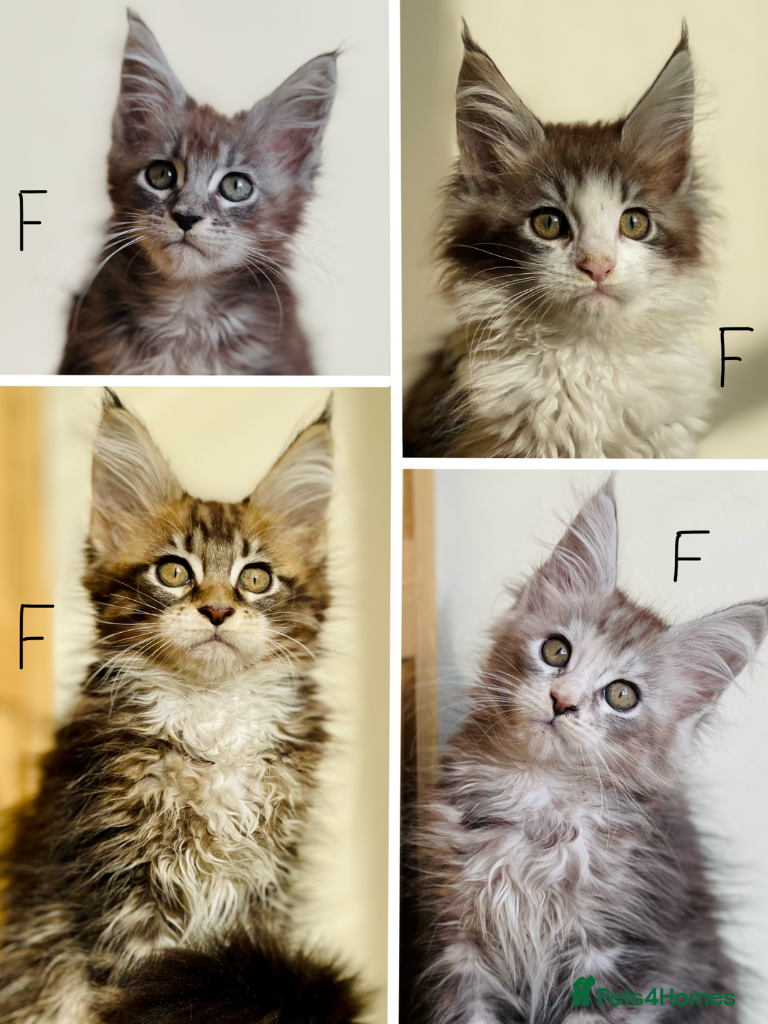 Maine Coon cats for sale: Beautiful pure bread maine coon kittens  - Image 1