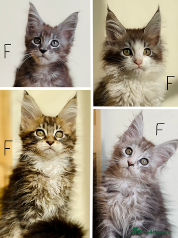 Maine Coon cats - Advert 5
