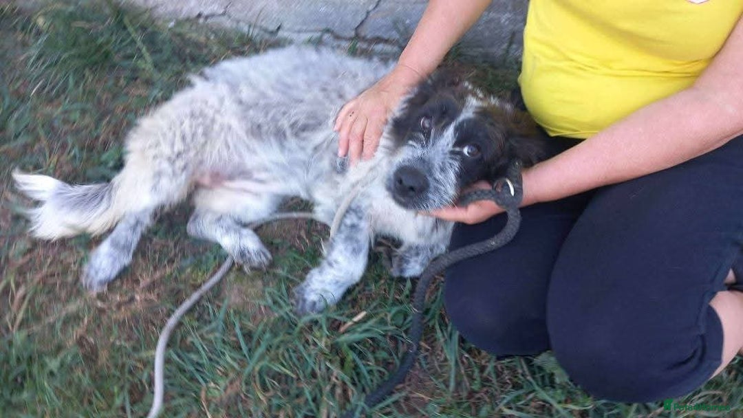 Mixed Breed dogs for adoption: Meet Binks, currently residing in Surrey - Advert 9