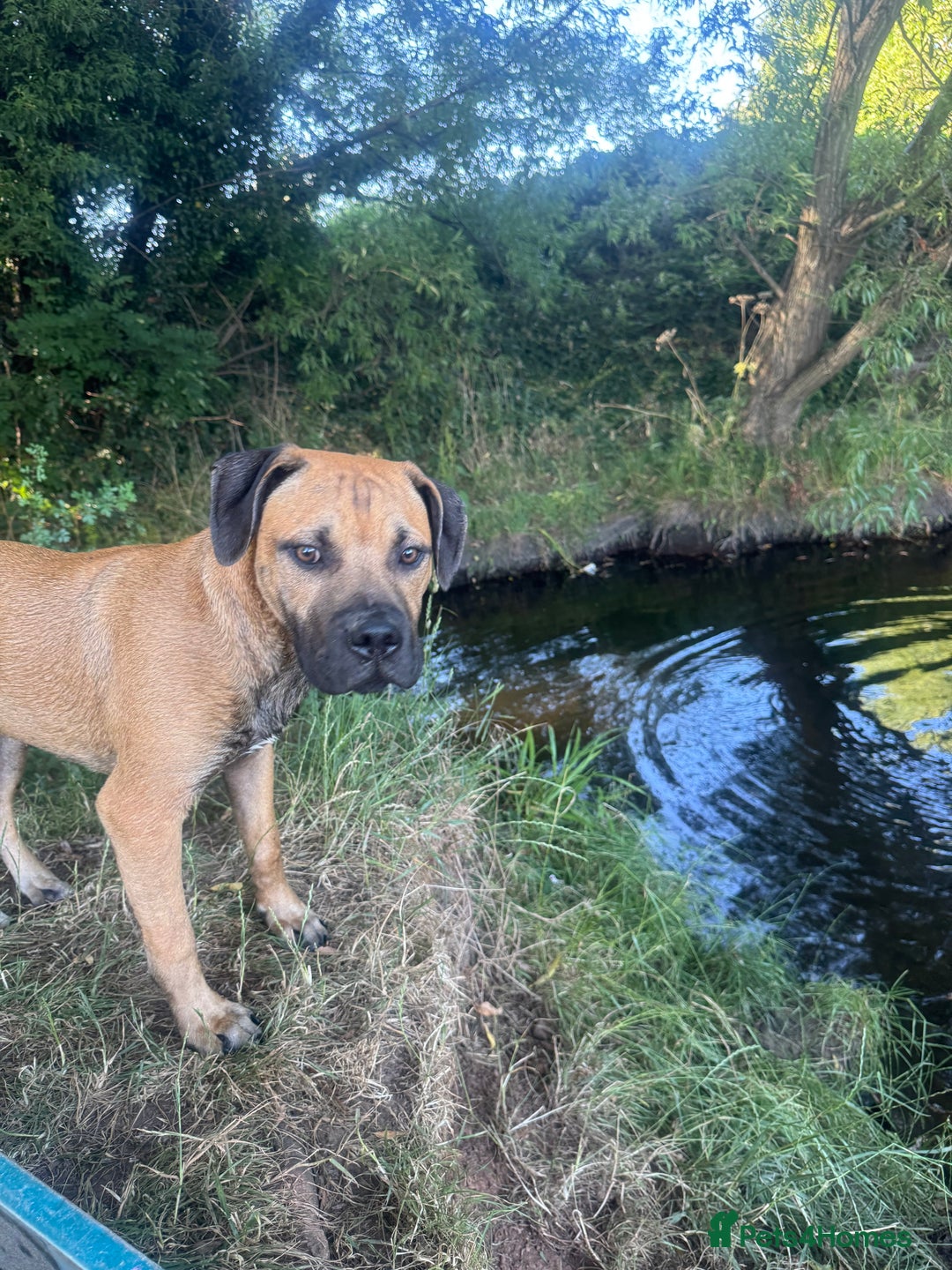 Mixed Breed dogs for sale: Beautiful puppy, seven months old  - Image 2