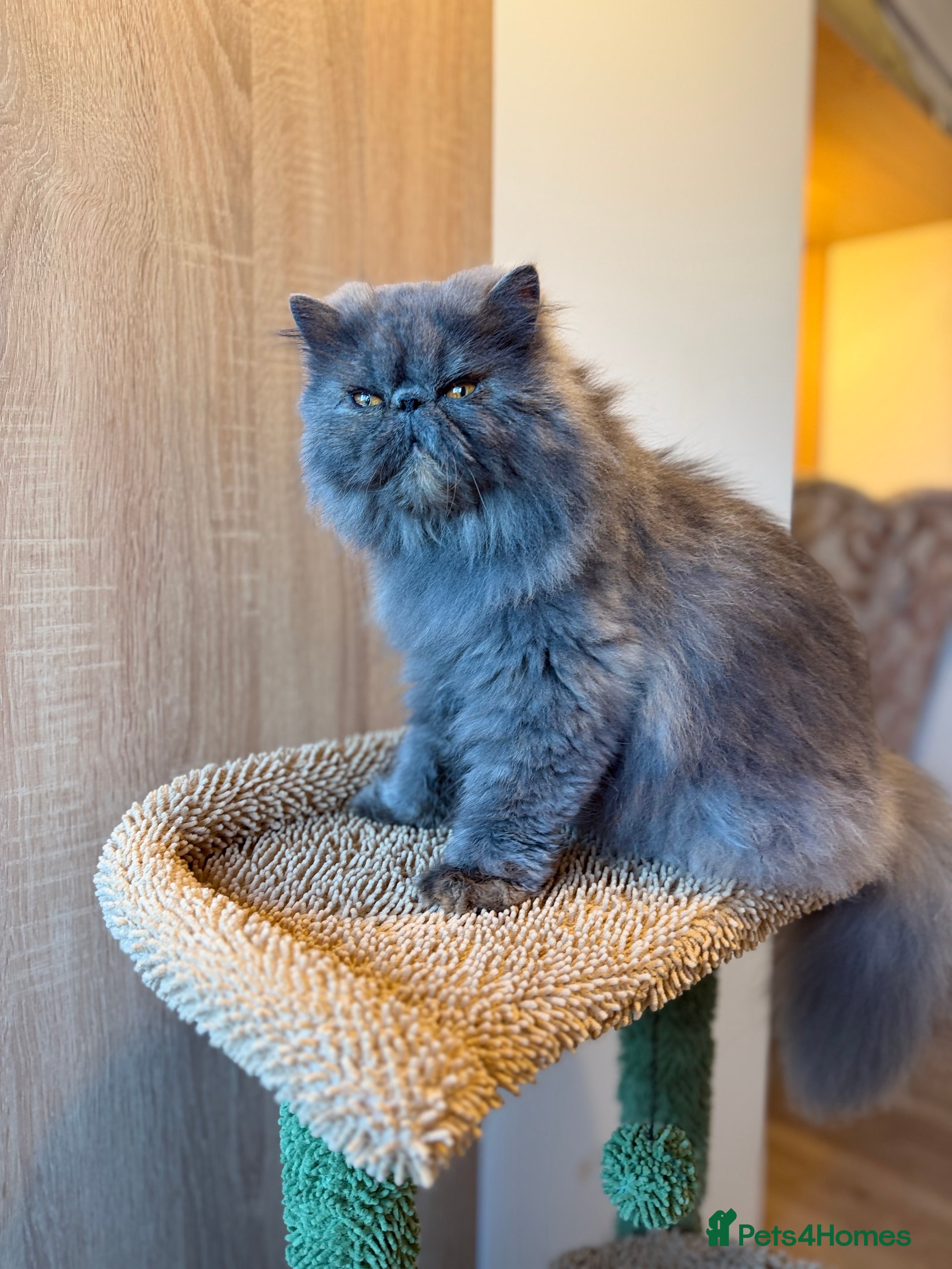 Persian cats  Persian Queen-Active. GRAND Champion Bloodlines  - Advert 5