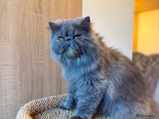 Persian cats Persian Queen-Active. GRAND Champion Bloodlines - Advert 5