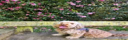 Cockapoo dogs for sale: Fabulous F1b cockerpoo puppies - Advert 15