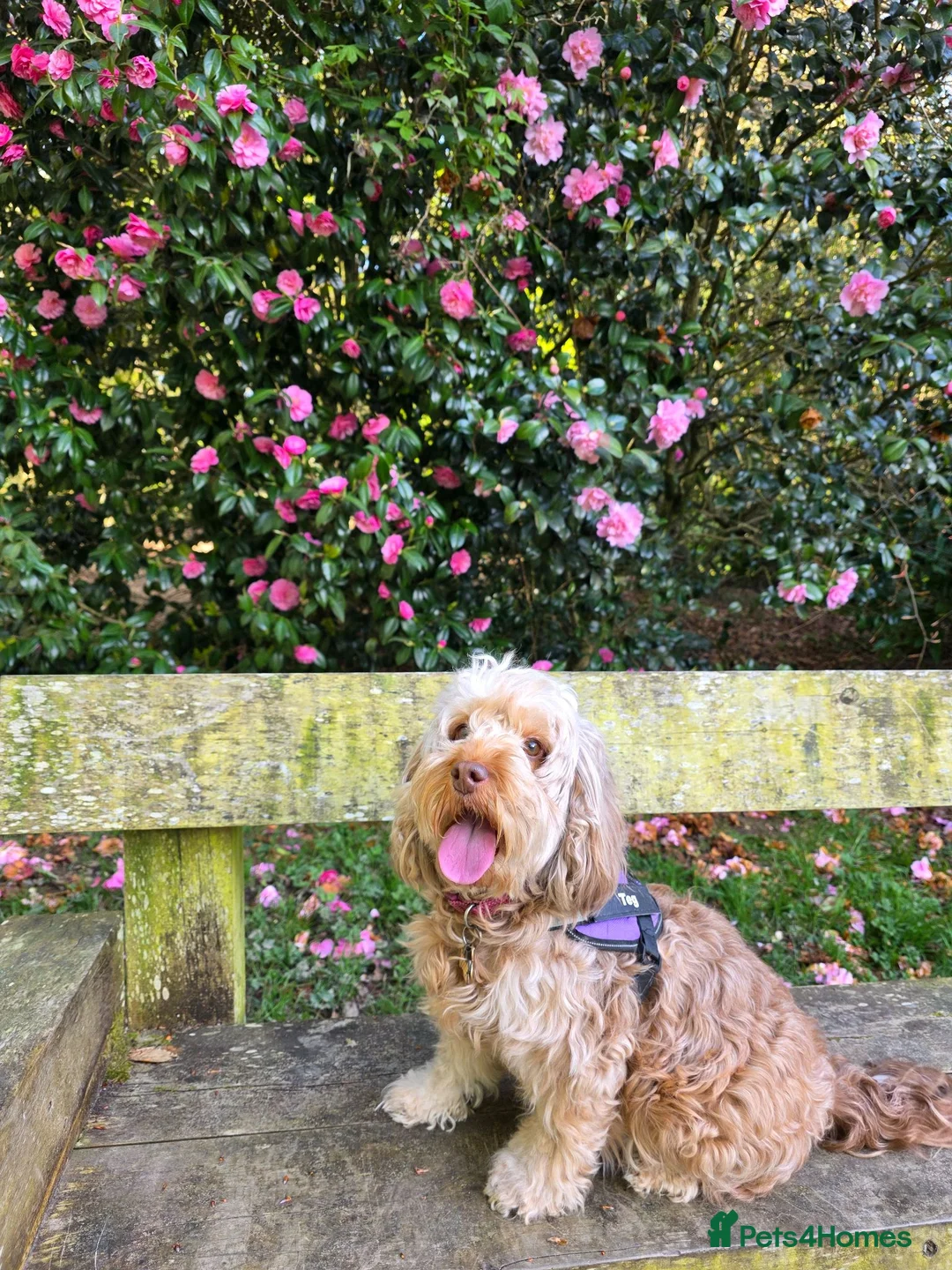 Cockapoo dogs for sale: Fabulous F1b cockerpoo puppies - Advert 15
