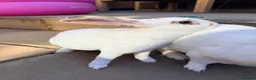 Rex rabbits for sale: Adult mini Rexes looking for new home  - Advert 4