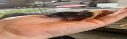 Rat rodents for sale: Baby rats ready NOW  - Advert 7