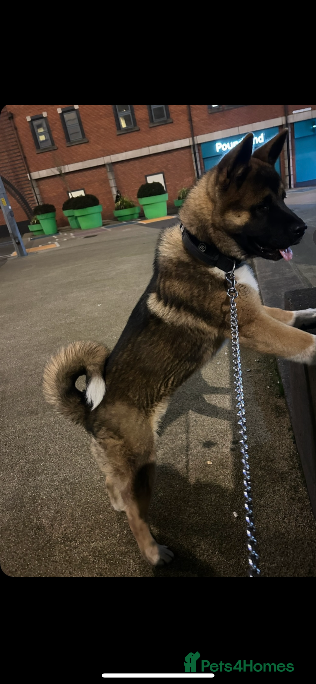 Akita dogs for sale: American Akita  - Advert 3