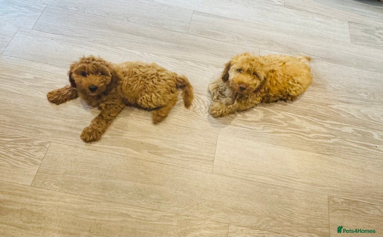 Cockapoo dogs - Advert 10