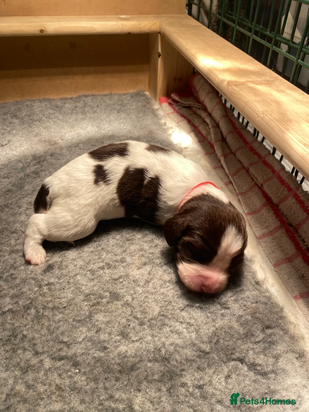 English Springer Spaniel dogs for sale: English Springer Spaniel - Advert 23
