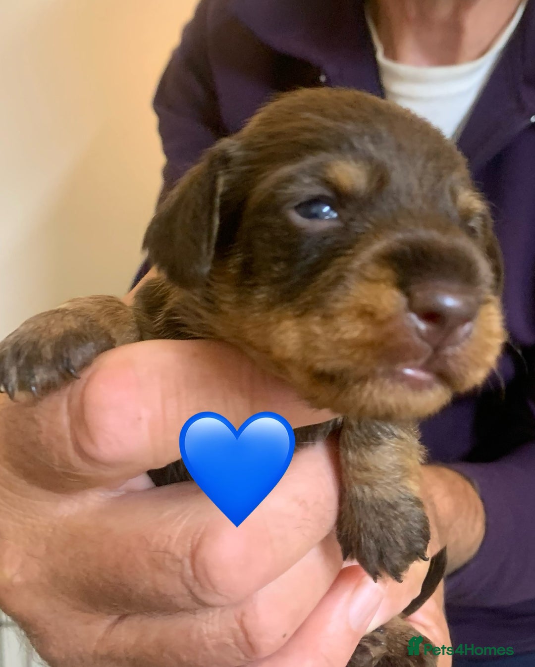 Miniature Dachshund dogs for sale: Wirehaired Miniture Dachshunds KC reg - Image 4