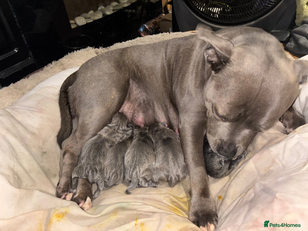 Staffordshire Bull Terrier dogs for sale: kc reg blue Staffordshire bullterrier puppies - Image 5