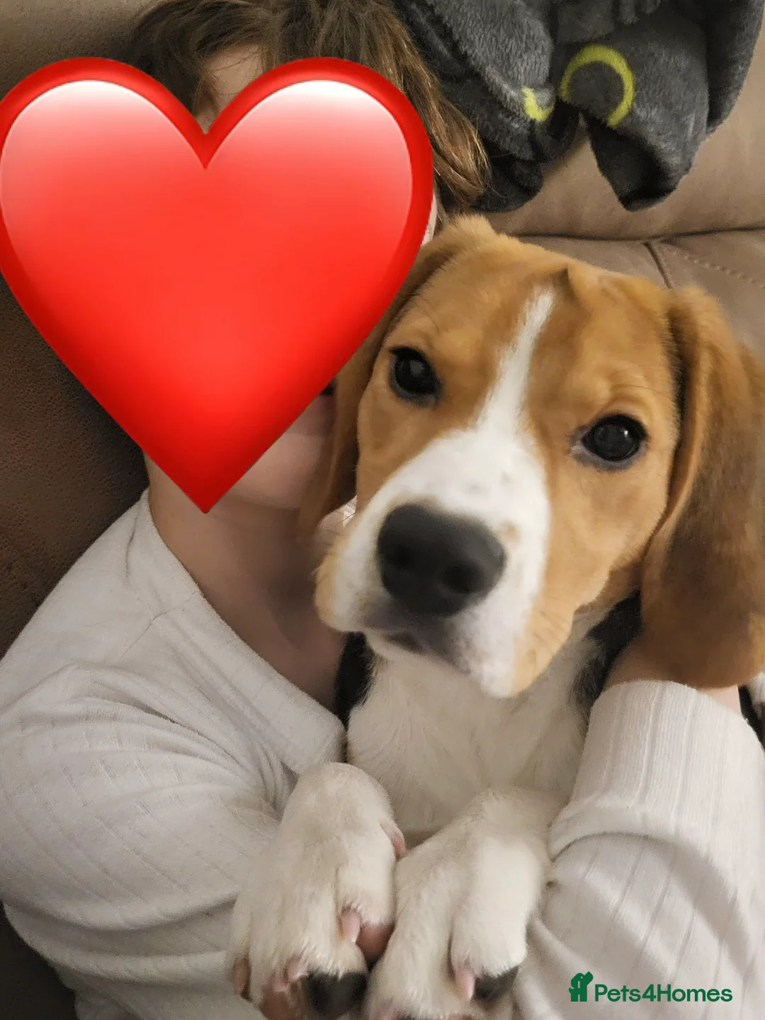 Beagle dogs for sale: KC Reg Pedigree Tri coloured beagles - Advert 6