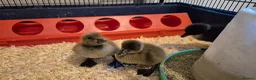 Ducks poultry for sale: 4 ducklings available  - Advert 2