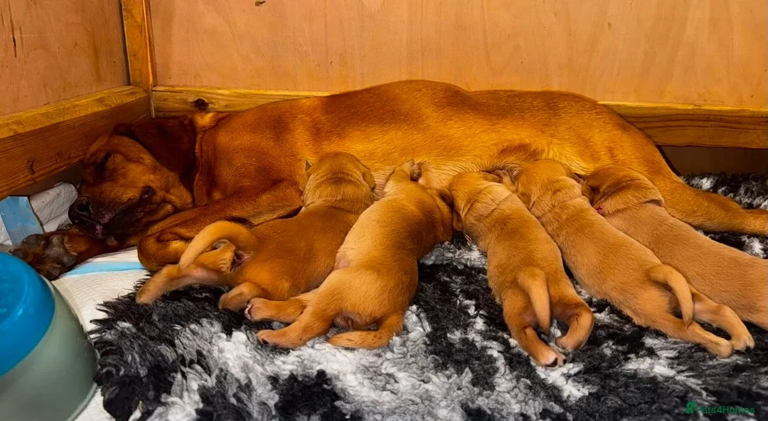 Labrador Retriever dogs for sale: Homebreed Red Fox Labrador Puppies  - Advert 1