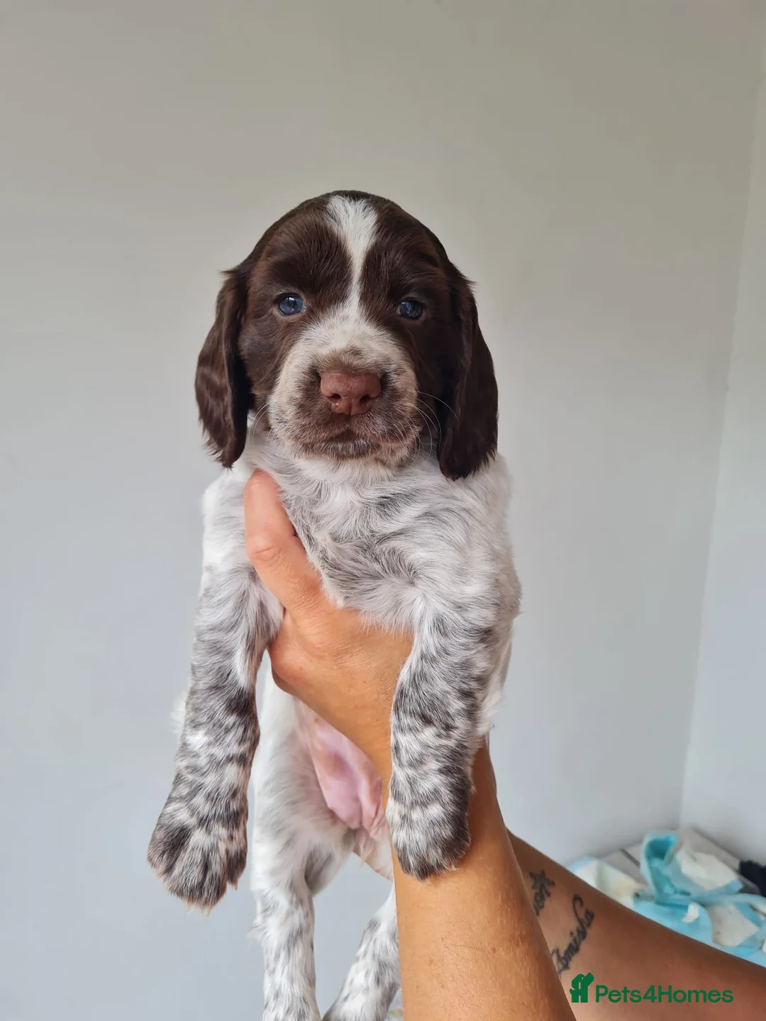 Cocker Spaniel dogs for sale: GORGEOUS WORKING BREED COCKER SPANIEL PUPS  in Truro - Advert 9