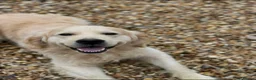 Golden Retriever dogs for sale: Lovely litter of Golden Retrievers  - Advert 2