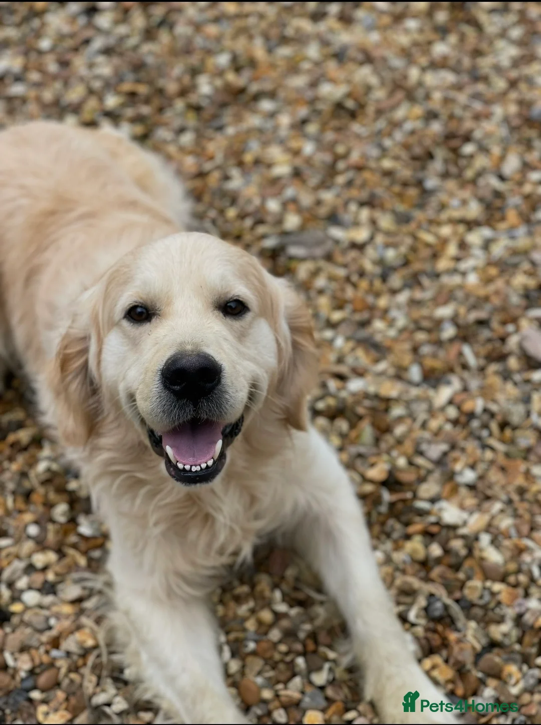 Golden Retriever dogs for sale: Lovely litter of Golden Retrievers  - Advert 2