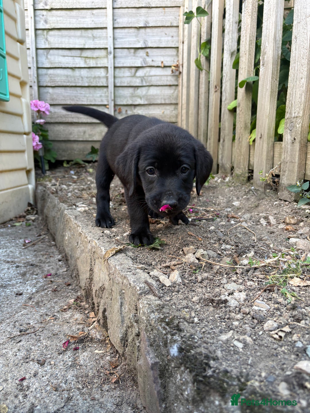 Labrador Retriever dogs for sale: ⭐️READY TO GO NEXT WEEK⭐️KC Reg Labrador Puppies  - Image 16