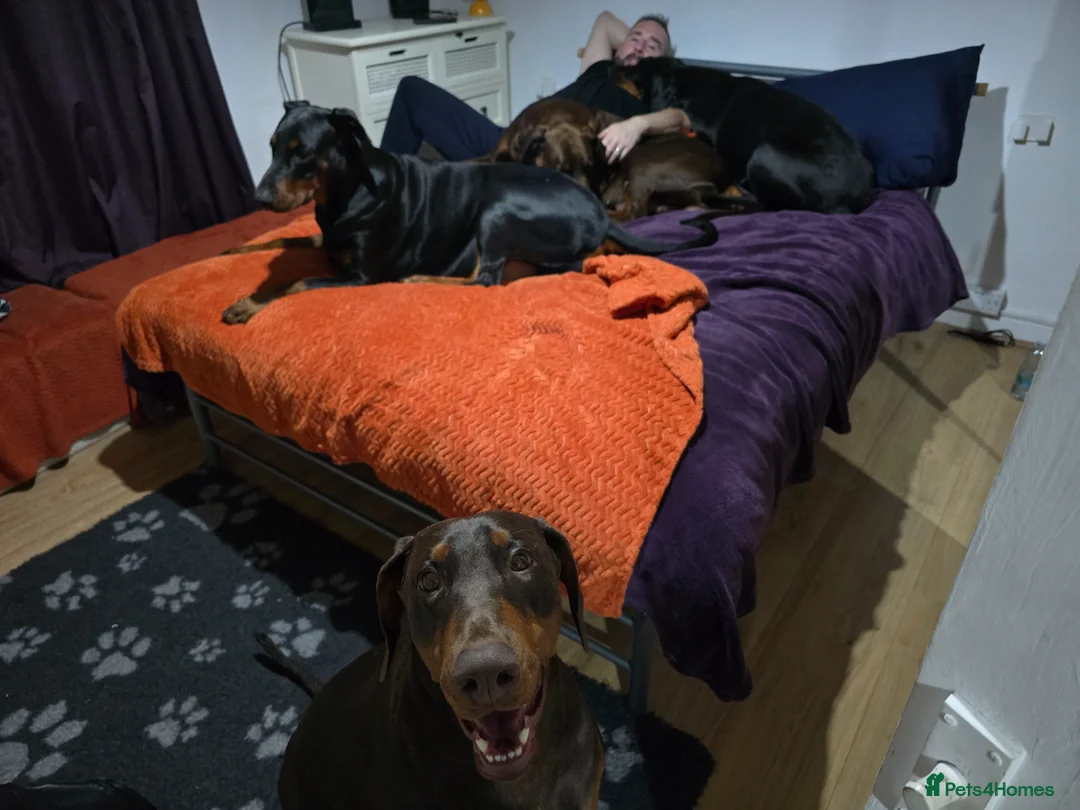 Dobermann dogs for stud: HEALTH TESTED STANLEY FOR STUD DUTIES - Advert 12