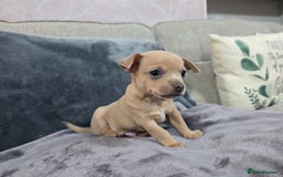 Chihuahua dogs for sale: Chihuahua pedigree pups. Not KC. - Image 10