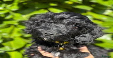 Cockapoo dogs - Advert 1