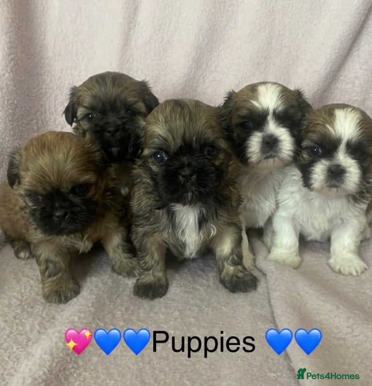 Shih Tzu dogs Stunning litter of Shih Tzu Puppies  - Advert 6