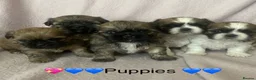 Shih Tzu dogs for sale: Stunning litter of Shih Tzu Puppies  - Advert 1