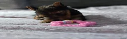 Yorkshire Terrier dogs for sale: Yorkshire Terrier puppies for sale in Thames Ditton - Advert 5