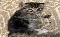 Mixed Breed cats for sale: Adorable kittens  - Image 7