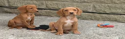 Cockerdor dogs for sale: Fox red Cockerdor pups 🐶 - Advert 10