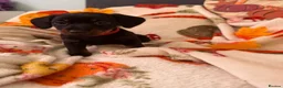 Dachshund dogs for sale: Miniature Dachshundd - Advert 7