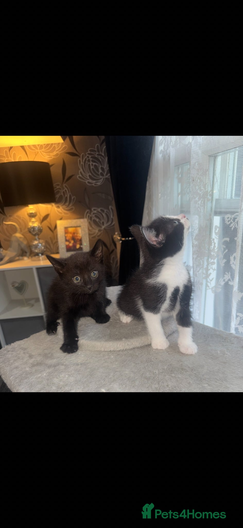 Mixed Breed cats for sale: 6 beautiful chunky kittens  - Advert 12