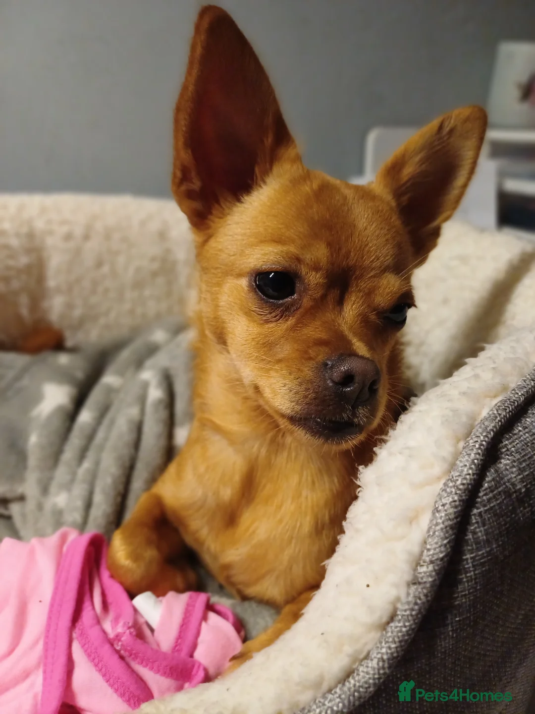 Mixed Breed dogs for sale: Nala is looking for her forever home  - Advert 5