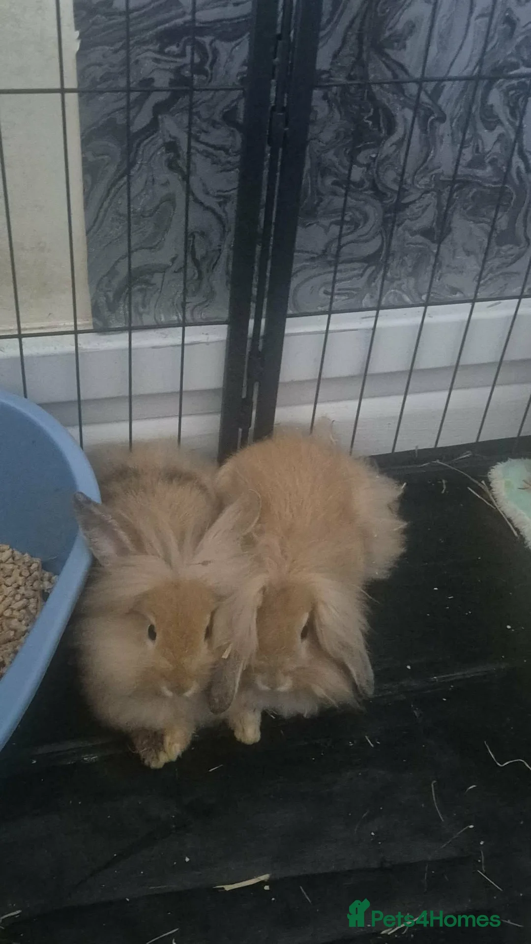 Mixed Breed rabbits for sale: Lop x linehead in Bristol - Advert 1