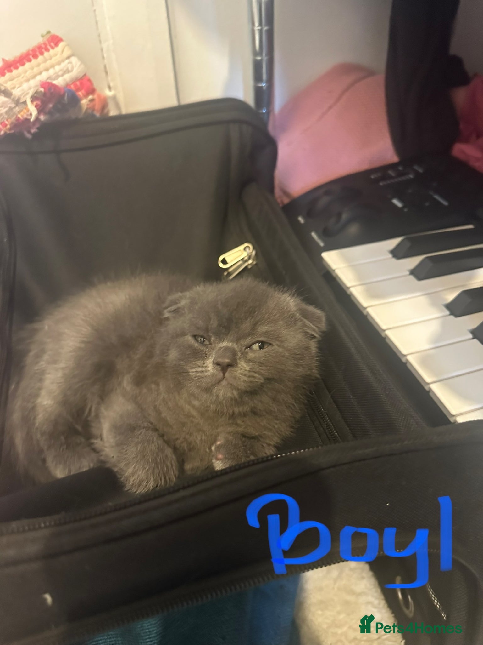 Scottish Fold cats Adorable and friendly Scottish fold kittens - Advert 2