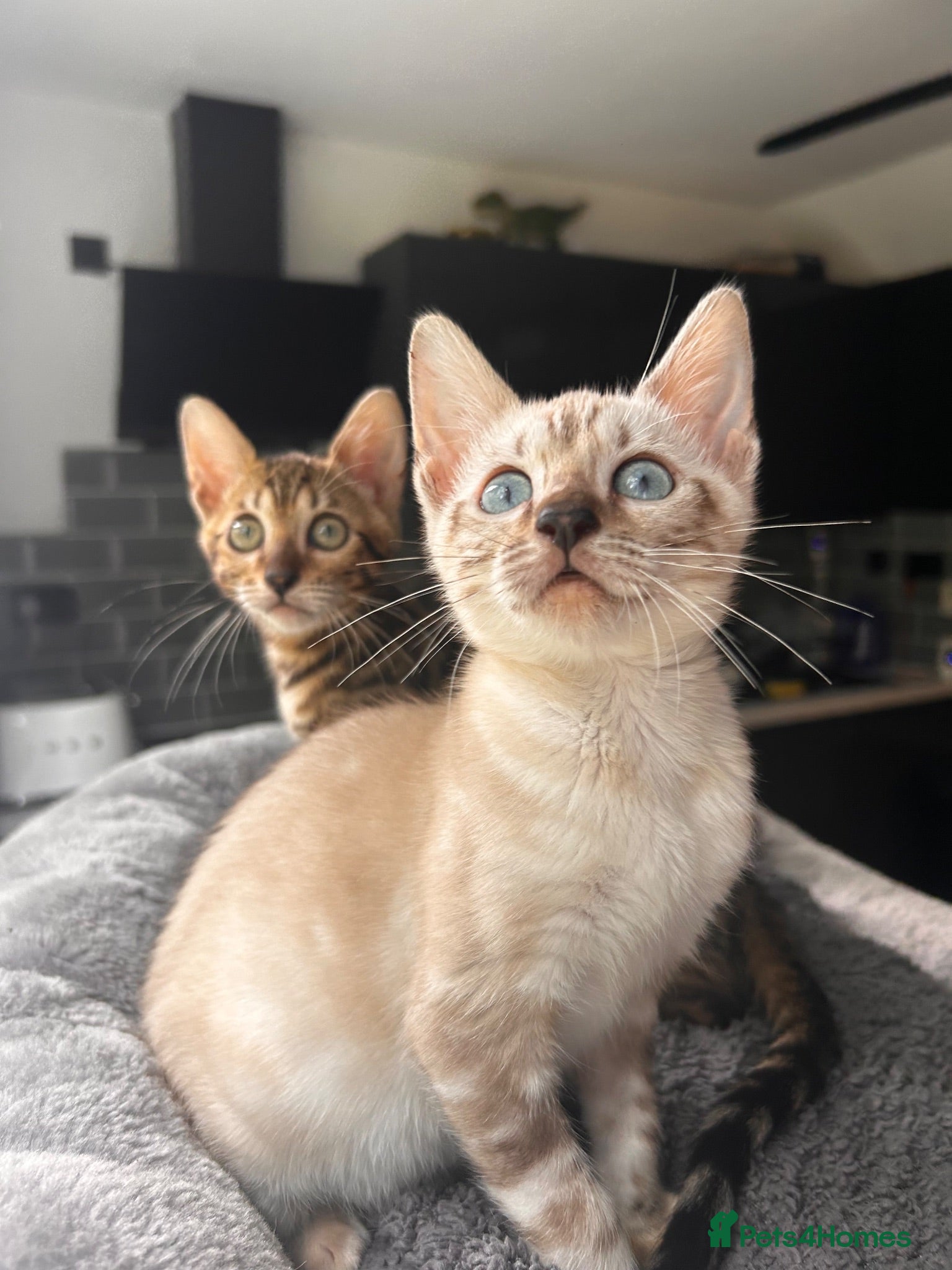 Bengal cats 2 bengal tiger  cubs for sale  - Advert 1