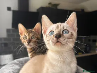 Bengal cats 2 bengal tiger cubs for sale - Advert 1