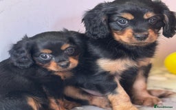 Cavapoo dogs for sale: Cavapoo rare black &tan health tested  - Image 29