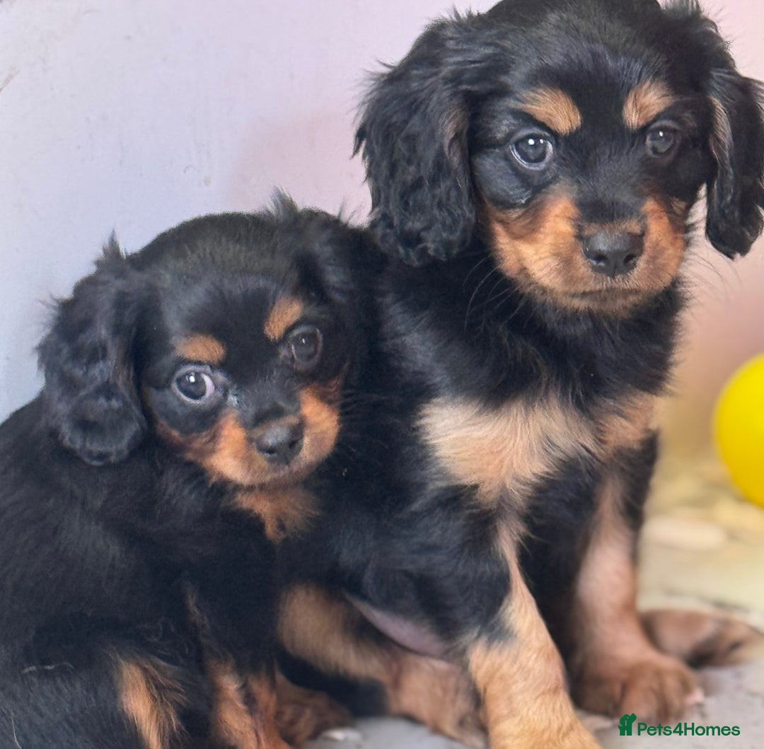 Cavapoo dogs for sale: Cavapoo rare black &tan health tested  - Image 29